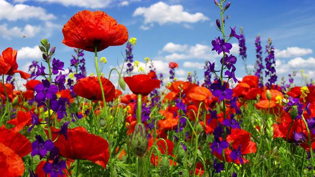 Mettre en place un camion de fleurs en France 